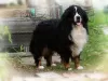 Additional photos: BERNESE MOUNTAIN DOG