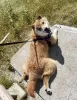 Photo №2 to announcement № 58204 for the sale of shiba inu - buy in France 