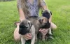 Photo №3. Bullmastiff puppies for sale. United States