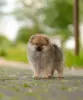 Photo №3. Spitz puppies. Belarus