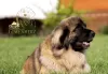 Additional photos: Leonberger puppies