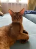 Additional photos: Abyssinian cat Vyatka Moscow