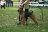 Additional photos: Airedale Terrier ZkwP/FCI puppy - female and male