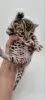 Photo №3. Adorable Bengal kittens available for sell now. Germany