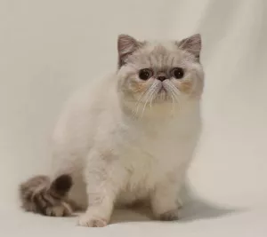 Photo №1. exotic shorthair - for sale in the city of Nikolaev | Negotiated | Announcement № 5657