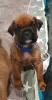 Additional photos: Boxer puppies for sale