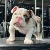 Additional photos: Available English Bulldogs puppies for sale.