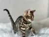 Photo №2 to announcement № 111709 for the sale of bengal cat - buy in Germany breeder