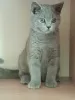 Photo №1. british shorthair - for sale in the city of Rzeszów | 505$ | Announcement № 68962