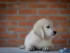 Additional photos: golden retriever puppies