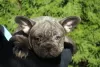 Additional photos: Exotic french bulldog puppies