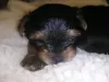 Additional photos: Miniature Yorkie puppies.