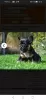 Photo №2 to announcement № 119393 about purchase of french bulldog - buy in Czech Republic from nursery, breeder