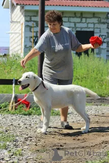 Additional photos: Central Asian Shepherd Puppy