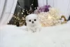 Additional photos: Maltese , 1 months old