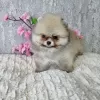 Photo №2 to announcement № 34878 for the sale of pomeranian - buy in France private announcement