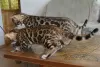 Photo №2 to announcement № 28897 for the sale of bengal cat - buy in Switzerland 