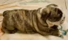 Additional photos: English bulldog boy