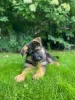 Additional photos: Beautiful German Shepherd puppies for Europe for sale!