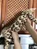 Additional photos: Bengal kittens