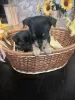 Additional photos: Selling Toy Terrier Puppies