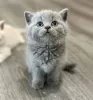 Photo №1. british shorthair - for sale in the city of New York | negotiated | Announcement № 122220