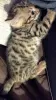 Photo №2 to announcement № 80357 for the sale of bengal cat - buy in Germany private announcement