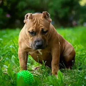 Photo №2 to announcement № 2942 for the sale of american bully - buy in Russian Federation from nursery, breeder