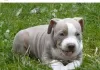 Photo №1. english bulldog - for sale in the city of Lazdijai | 370$ | Announcement № 65054