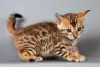 Photo №1. bengal cat - for sale in the city of Paris | negotiated | Announcement № 109318