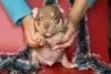 Additional photos: American bully