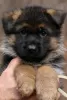 Photo №1. german shepherd - for sale in the city of Гамбург | Is free | Announcement № 95701