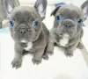 Photo №1. french bulldog - for sale in the city of Ренавас | 300$ | Announcement № 78022