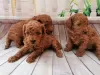 Photo №1. poodle (toy) - for sale in the city of Дортмунд | 370$ | Announcement № 41711