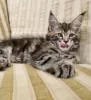 Photo №2 to announcement № 104302 for the sale of maine coon - buy in United States private announcement