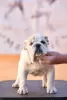 Photo №1. english bulldog - for sale in the city of Ljig | negotiated | Announcement № 76019