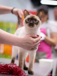 Additional photos: Thai kittens grandchildren and children of world champions