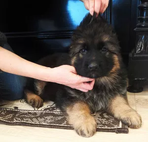 Photo №2 to announcement № 5121 for the sale of german shepherd - buy in Ukraine breeder