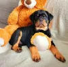 Photo №4. I will sell rottweiler in the city of Warsaw. private announcement - price - 1268$