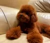 Additional photos: Teddy bear toy poodle