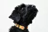 Photo №2 to announcement № 68219 for the sale of black russian terrier - buy in Poland breeder