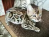 Photo №3. Bengal kittens. Russian Federation