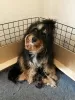 Photo №1. australian shepherd - for sale in the city of Wales | 2113$ | Announcement № 66197