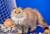 Photo №4. I will sell scottish fold in the city of St. Petersburg. from nursery, breeder - price - 464$