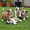 Photo №1. english bulldog - for sale in the city of Münster-Sarmsheim | 100$ | Announcement № 129590