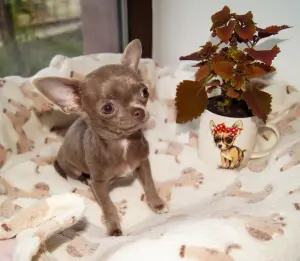 Photo №1. chihuahua - for sale in the city of Odessa | 828$ | Announcement № 3483