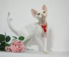 Photo №1. devon rex - for sale in the city of Москва | 1100$ | Announcement № 44549