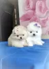 Additional photos: Pomeranian Spitz, puppies. Mini bears