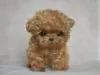 Photo №1. poodle (toy) - for sale in the city of Амстердам | negotiated | Announcement № 108242