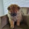 Additional photos: Chow Chow Puppies